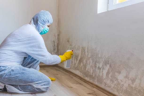 Licensed Commercial Mold Remediation service in Denton, NC - Car Mold Remediation